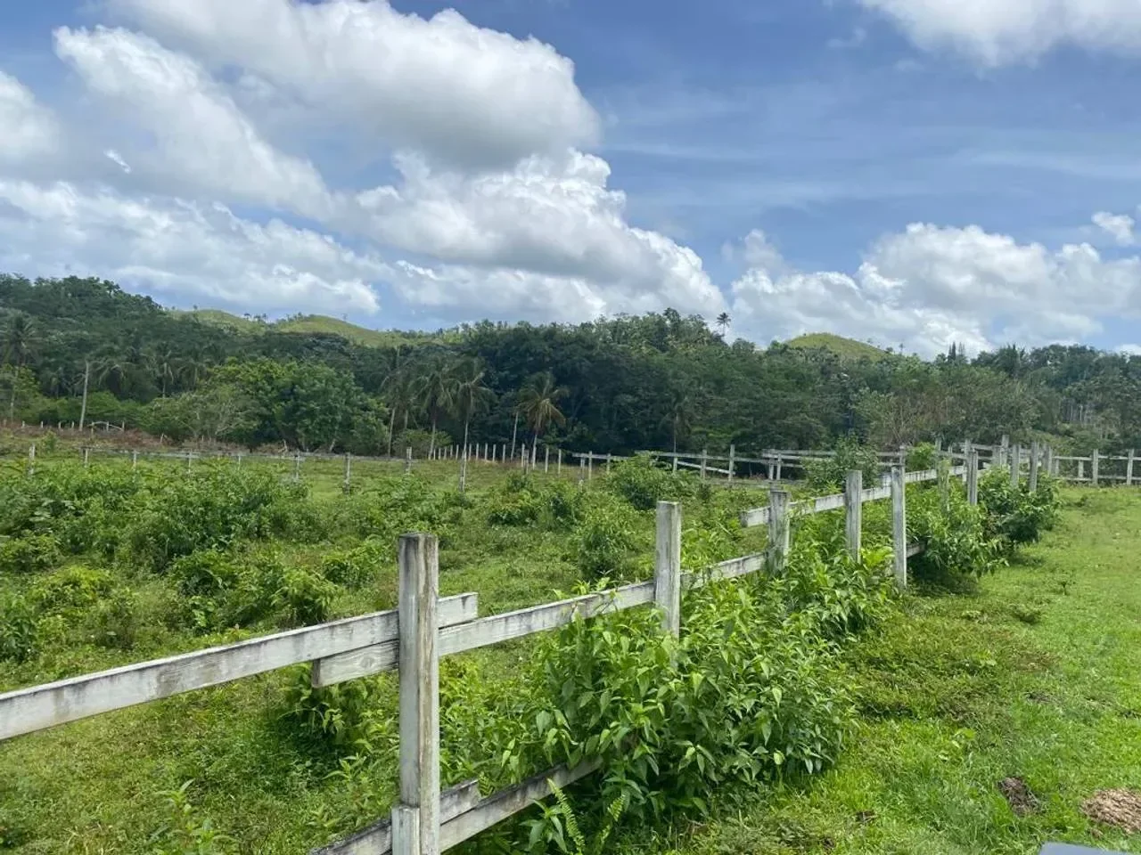 Terreno en venta — Las Guázaras, Las Terrenas - 5