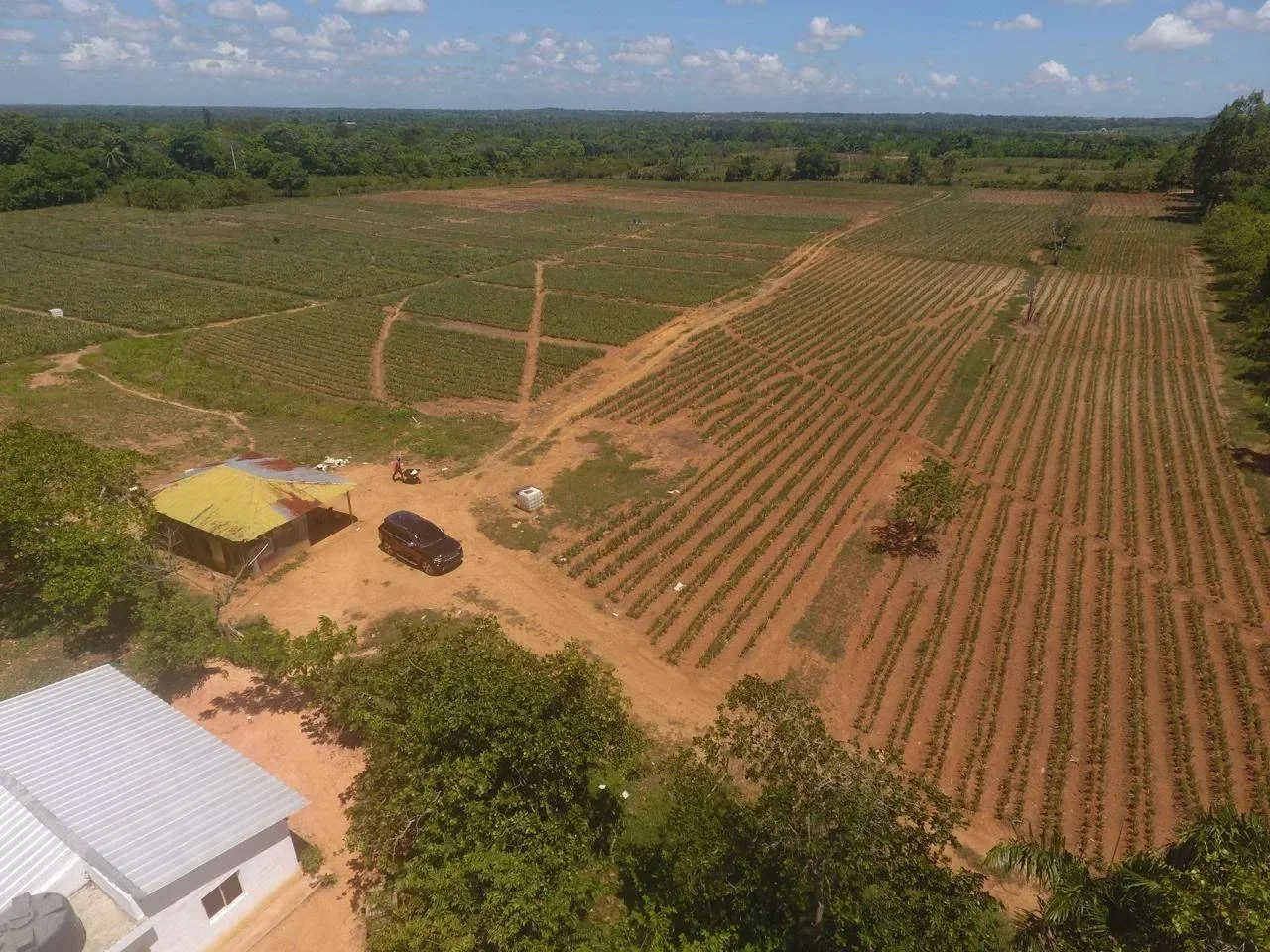 Terreno en venta — Los Botados, Yamasa - 3