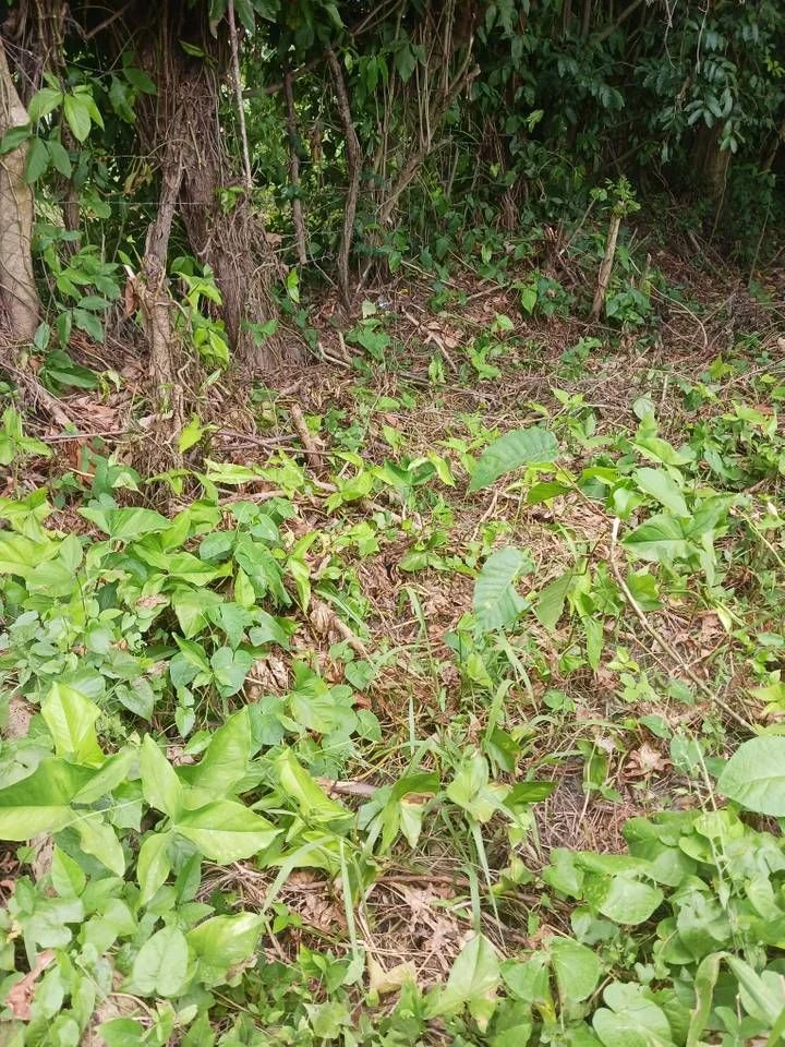 Terreno en venta — Aut. Duarte, Santo Domingo Oeste - 3